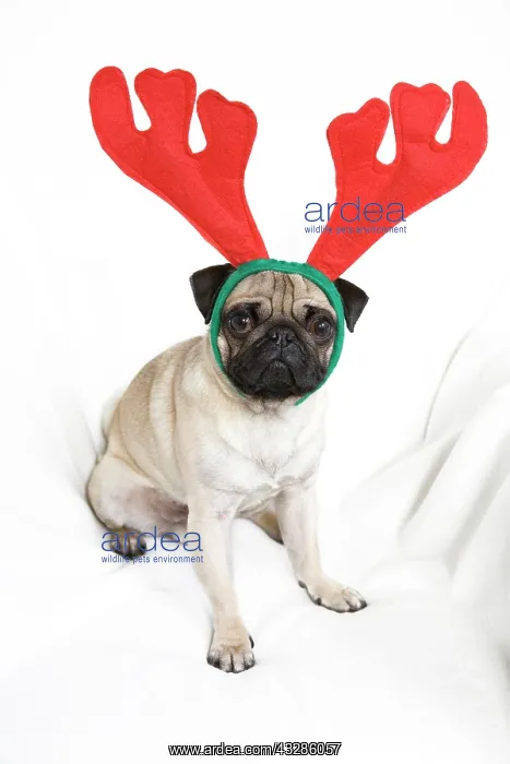 : Young pug wearing reindeer antlers Junger Mops mit : Young pug wearing reindeer antlers Junger Mops mit