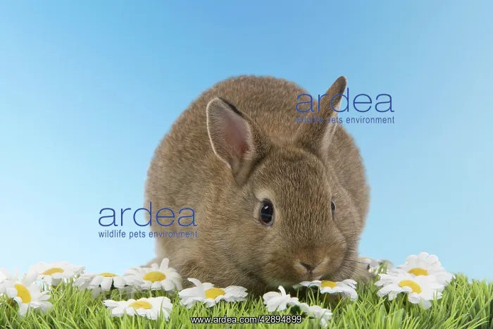  : Young Rabbit - on grass with daisies