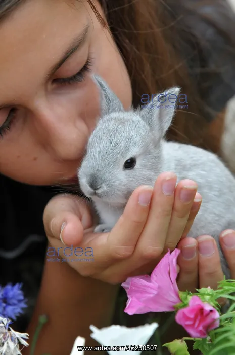 : Young rabbit into the hand of a little girl : Young rabbit into the hand of a little girl