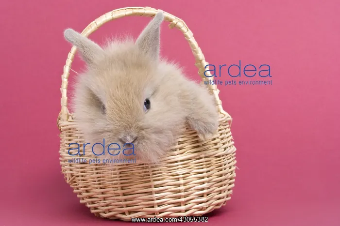 : Young rabbit home on pink background : Young rabbit home on pink background