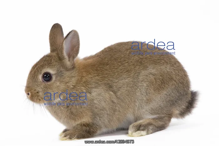  : Young Rabbit - in studio
