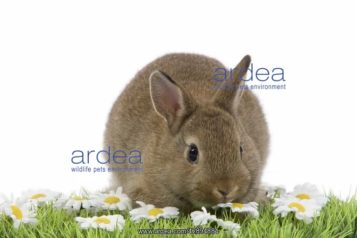 : Young Rabbit - in studio on grass & flowers : Young Rabbit - in studio on grass & flowers