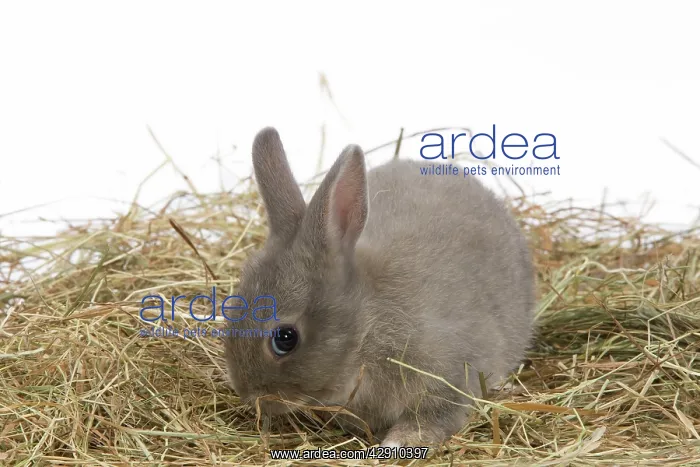  : Young Rabbit - in studio hay
