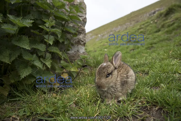  : Young Rabbit - Yorkshire - UK