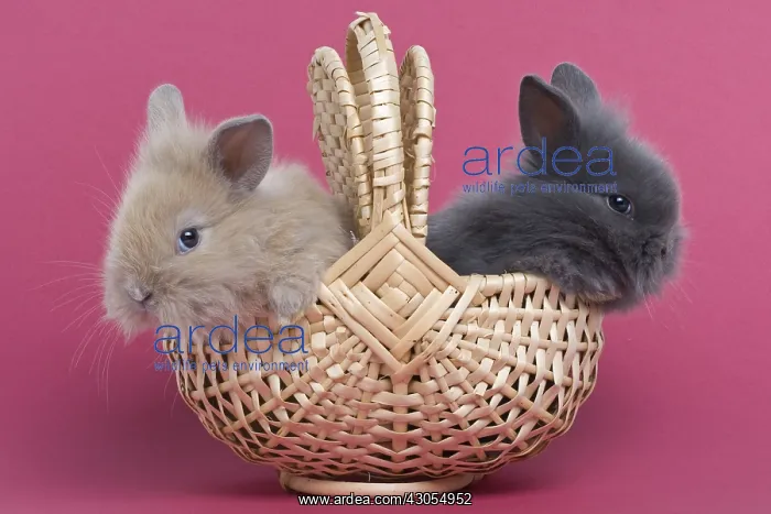 : Young rabbits home on pink background : Young rabbits home on pink background