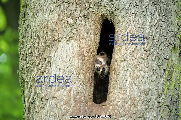 : Young raccoon (Procyon lotor), in tree hole, Weinhabel : Young raccoon (Procyon lotor), in tree hole, Weinhabel