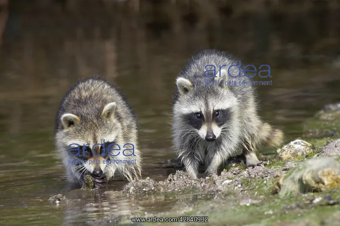 : Young Raccoons - crabbing in mangrove swamp : Young Raccoons - crabbing in mangrove swamp