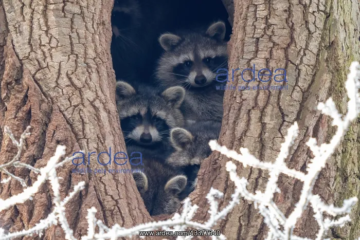 : Young raccoons (Procyon lotor) looking out of their : Young raccoons (Procyon lotor) looking out of their