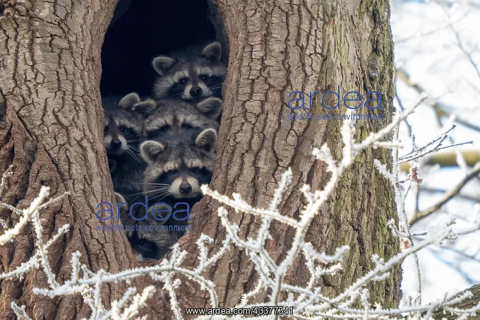 : Young raccoons (Procyon lotor) looking out of their : Young raccoons (Procyon lotor) looking out of their