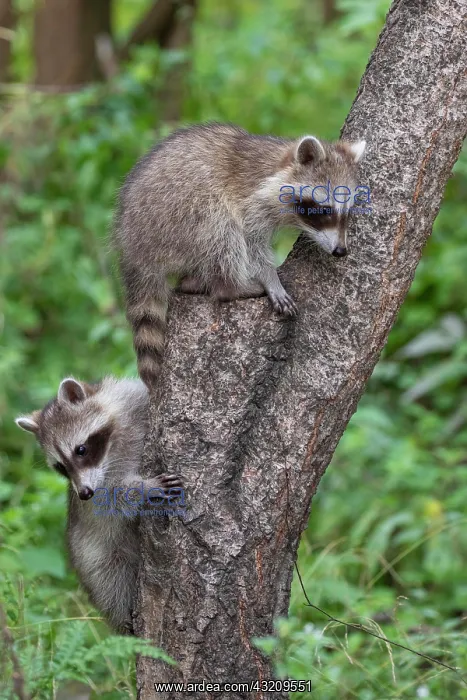 : Young Raccoons (Procyon lotor) playing on a tree : Young Raccoons (Procyon lotor) playing on a tree