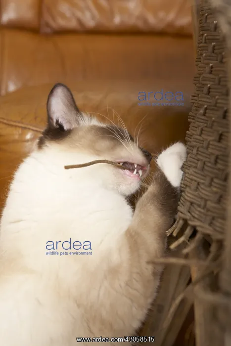 : Young Ragdoll beeing teeth on a rattan armchair : Young Ragdoll beeing teeth on a rattan armchair