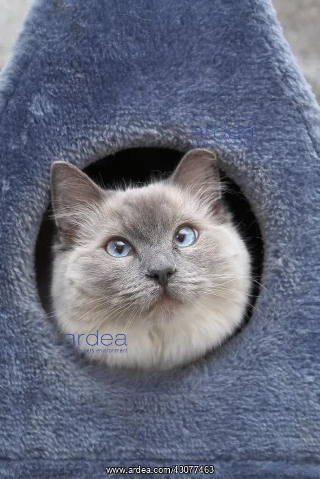 : Young Ragdoll cat in housecat : Young Ragdoll cat in housecat