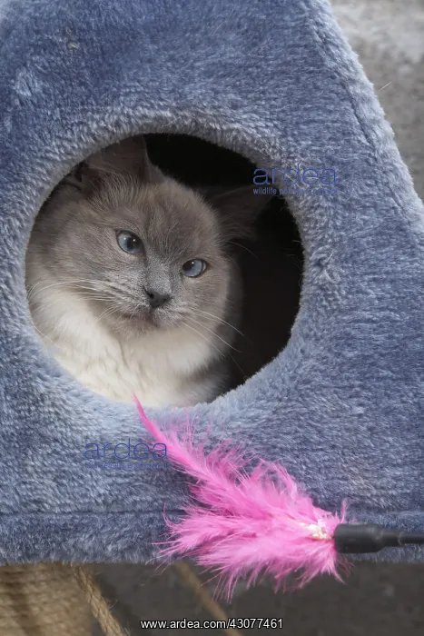 : Young Ragdoll cat in housecat playing with a feather : Young Ragdoll cat in housecat playing with a feather