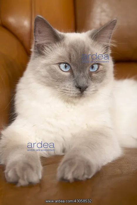 : Young Ragdoll lying on a leather sofa : Young Ragdoll lying on a leather sofa