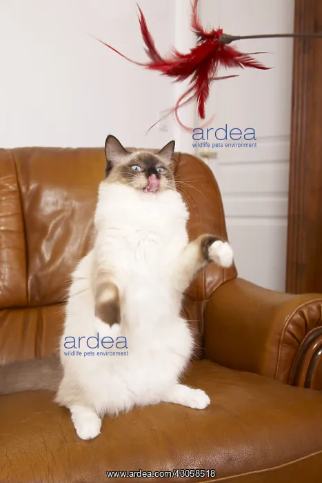 : Young Ragdoll stood playing with a feather on a sofa : Young Ragdoll stood playing with a feather on a sofa