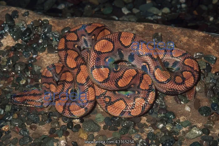 : Young Rainbow Boa : Young Rainbow Boa