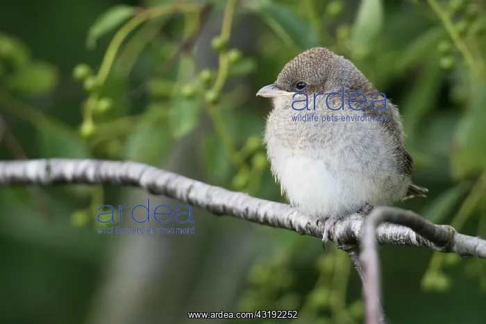 : Young red-backed shrike (Lanius collurio), Emsland : Young red-backed shrike (Lanius collurio), Emsland