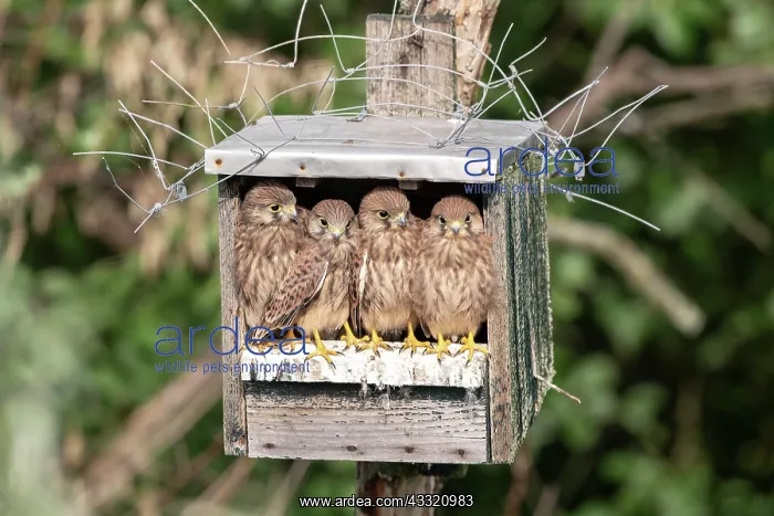 : Young Red-footed Falcons (Falco vespertinus), begging : Young Red-footed Falcons (Falco vespertinus), begging