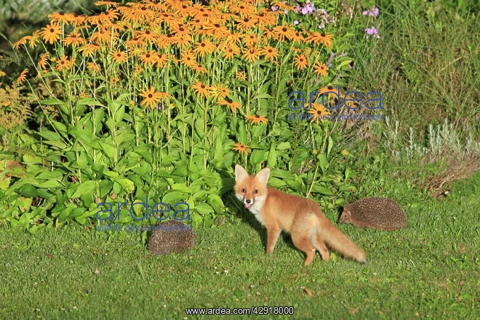 : Young Red Fox and Hedgehogs - (Erinaceus europaeus) : Young Red Fox and Hedgehogs - (Erinaceus europaeus)