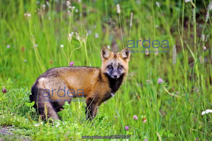 : Young Red Fox - standing in meadow of flowers : Young Red Fox - standing in meadow of flowers