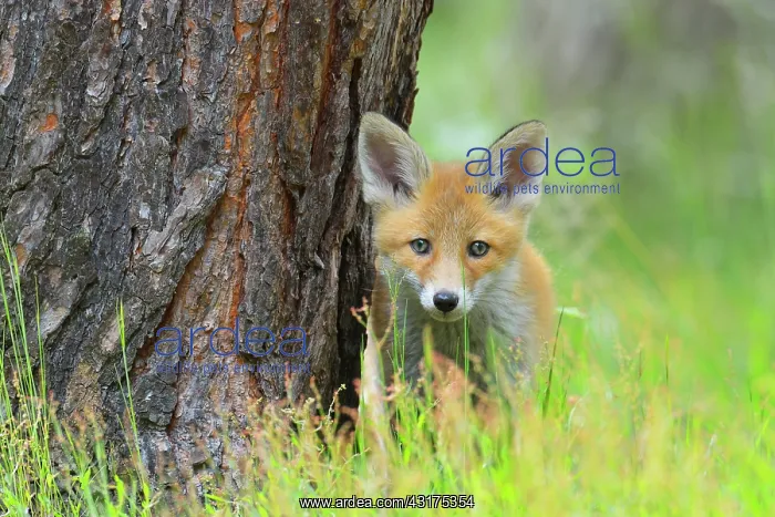 : Young Red Fox, Vulpes vulpes, Hesse, Germany, Europe : Young Red Fox, Vulpes vulpes, Hesse, Germany, Europe