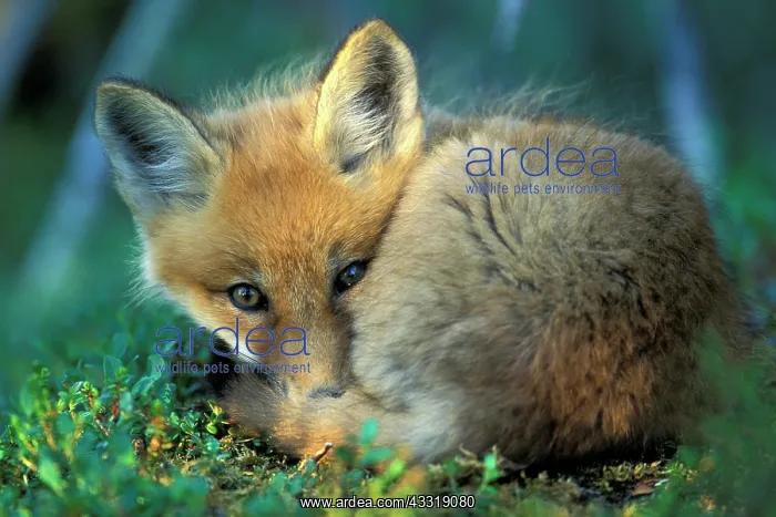 : Young red fox (Vulpes vulpes) huddled on ground : Young red fox (Vulpes vulpes) huddled on ground