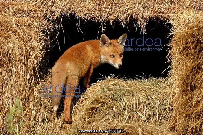  : Young red fox (Vulpes vulpes), standing on piles
