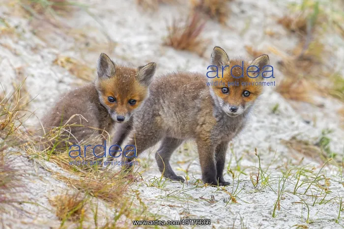 : Young red foxes (Vulpes vulpes) two curious kits : Young red foxes (Vulpes vulpes) two curious kits