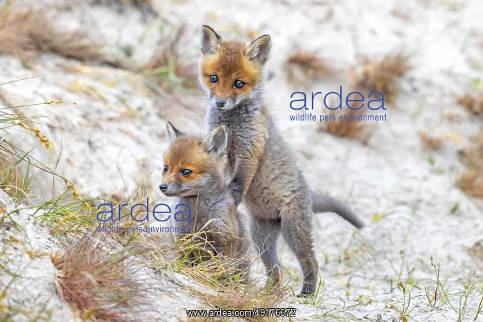  : Young red foxes (Vulpes vulpes) two playful kits