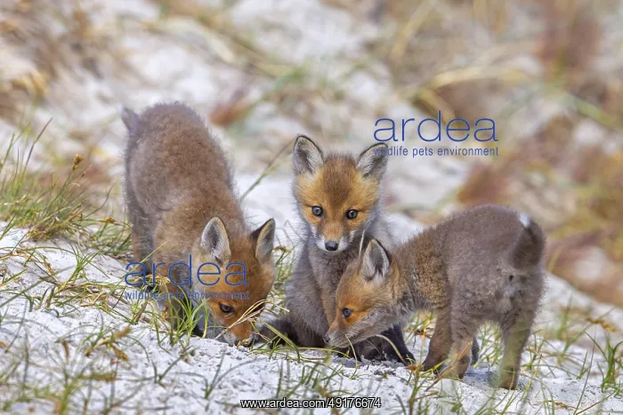 : Young red foxes (Vulpes vulpes) three playful kits : Young red foxes (Vulpes vulpes) three playful kits