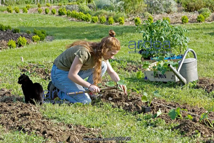 : Young red-haired girl planting crookneck squash in a garden : Young red-haired girl planting crookneck squash in a garden