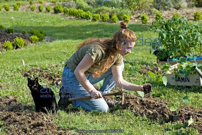 : Young red-haired girl planting crookneck squash in a garden : Young red-haired girl planting crookneck squash in a garden
