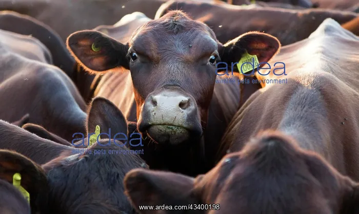 : Young red poll cattle crowded together, Sutton : Young red poll cattle crowded together, Sutton