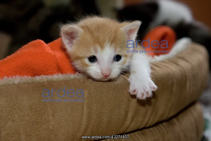 : Young red-white kitten in a cat basket : Young red-white kitten in a cat basket