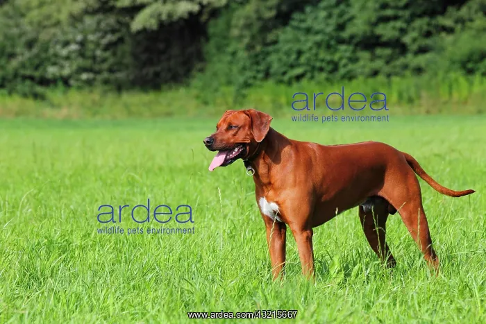 : Young Rhodesian Ridgeback dog standing on a meadow : Young Rhodesian Ridgeback dog standing on a meadow