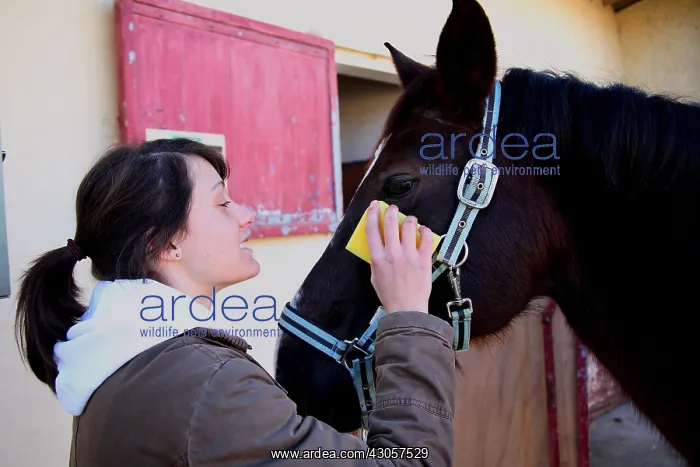 : Young rider brushing the head of his horse : Young rider brushing the head of his horse