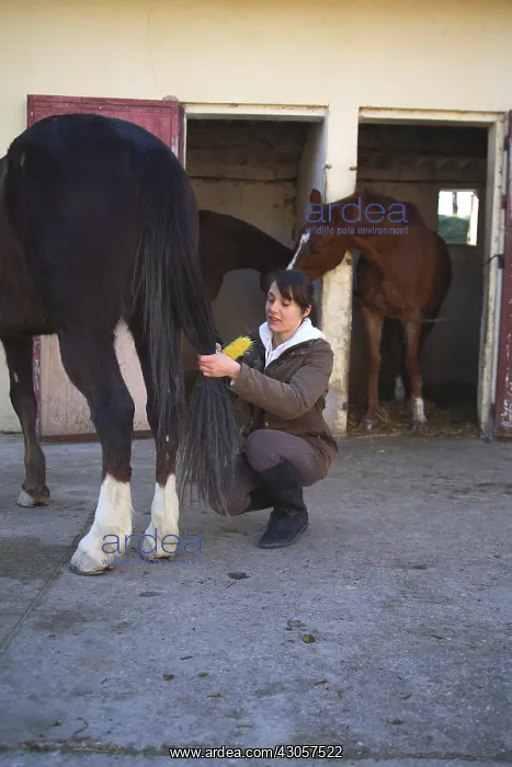 : Young rider brushing the tail of his horse : Young rider brushing the tail of his horse