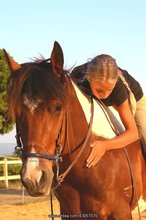: Young rider caressing her Horse after doing an exercise : Young rider caressing her Horse after doing an exercise