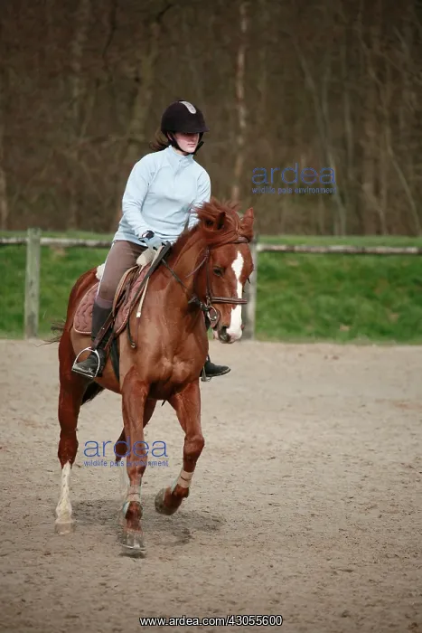 : Young rider galloping on horseback France : Young rider galloping on horseback France