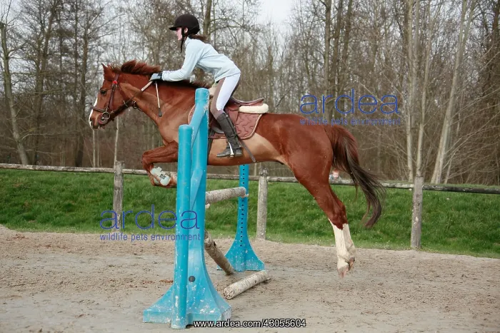 : Young rider jumping an obstacle with his Horse France : Young rider jumping an obstacle with his Horse France