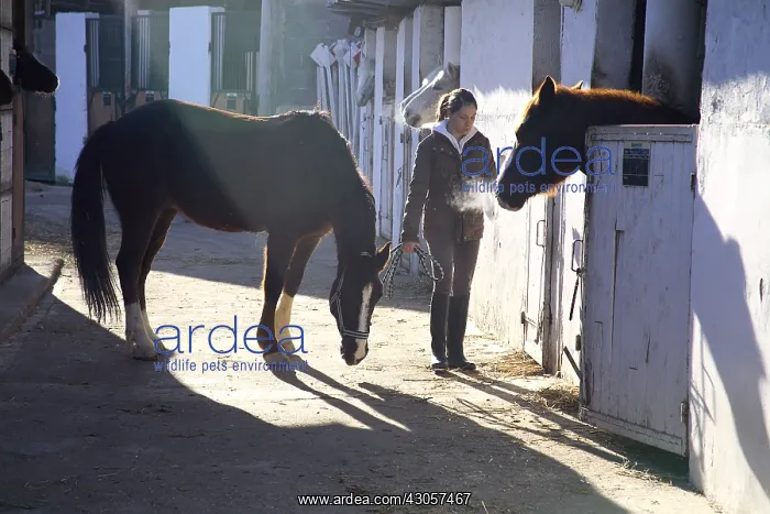 : A young rider looking for his horse in the stable : A young rider looking for his horse in the stable