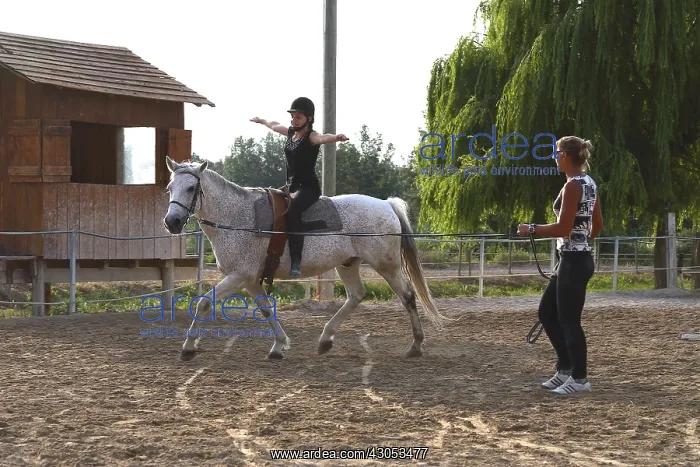 : Young rider performing an aerobatic exercise : Young rider performing an aerobatic exercise