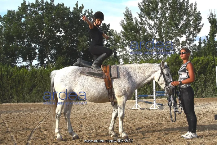 : Young rider performing an aerobatic exercise : Young rider performing an aerobatic exercise