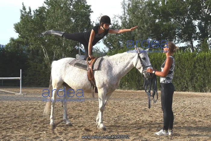 : Young rider performing an aerobatic exercise : Young rider performing an aerobatic exercise