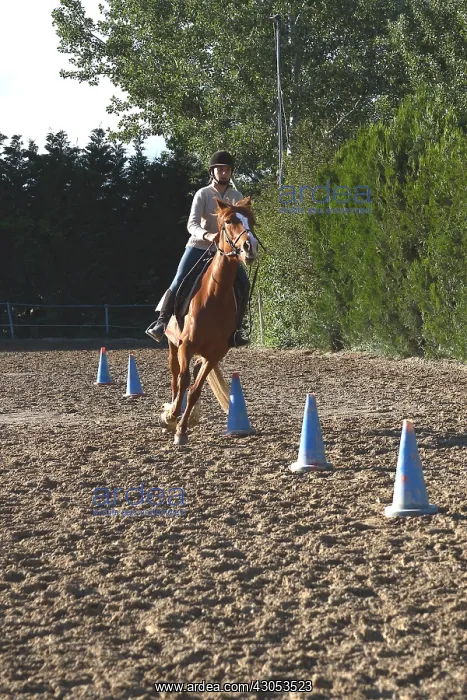 : Young rider performing an exercise in slalom : Young rider performing an exercise in slalom