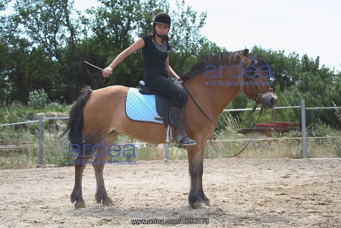 : Young rider performing a relaxation exercise : Young rider performing a relaxation exercise