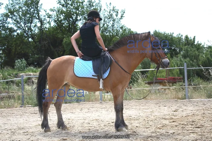 : Young rider performing a relaxation exercise : Young rider performing a relaxation exercise