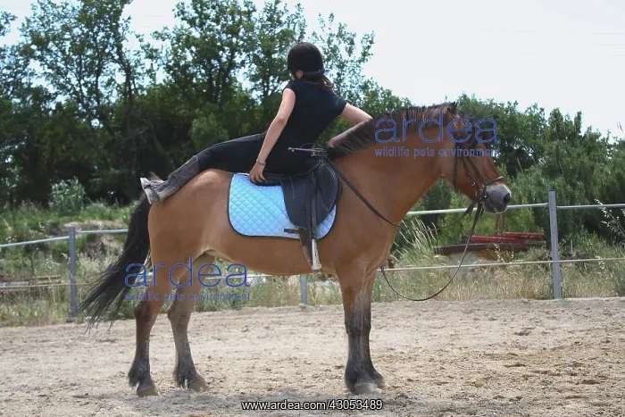 : Young rider performing a relaxation exercise : Young rider performing a relaxation exercise