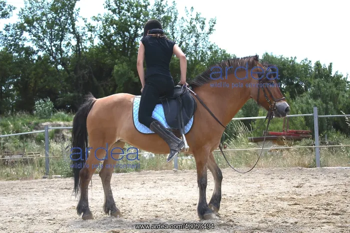 : Young rider performing a relaxation exercise : Young rider performing a relaxation exercise