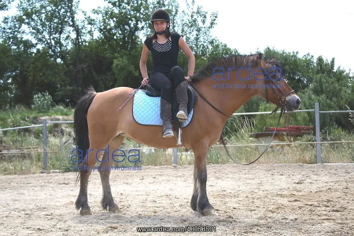 : Young rider performing a relaxation exercise : Young rider performing a relaxation exercise